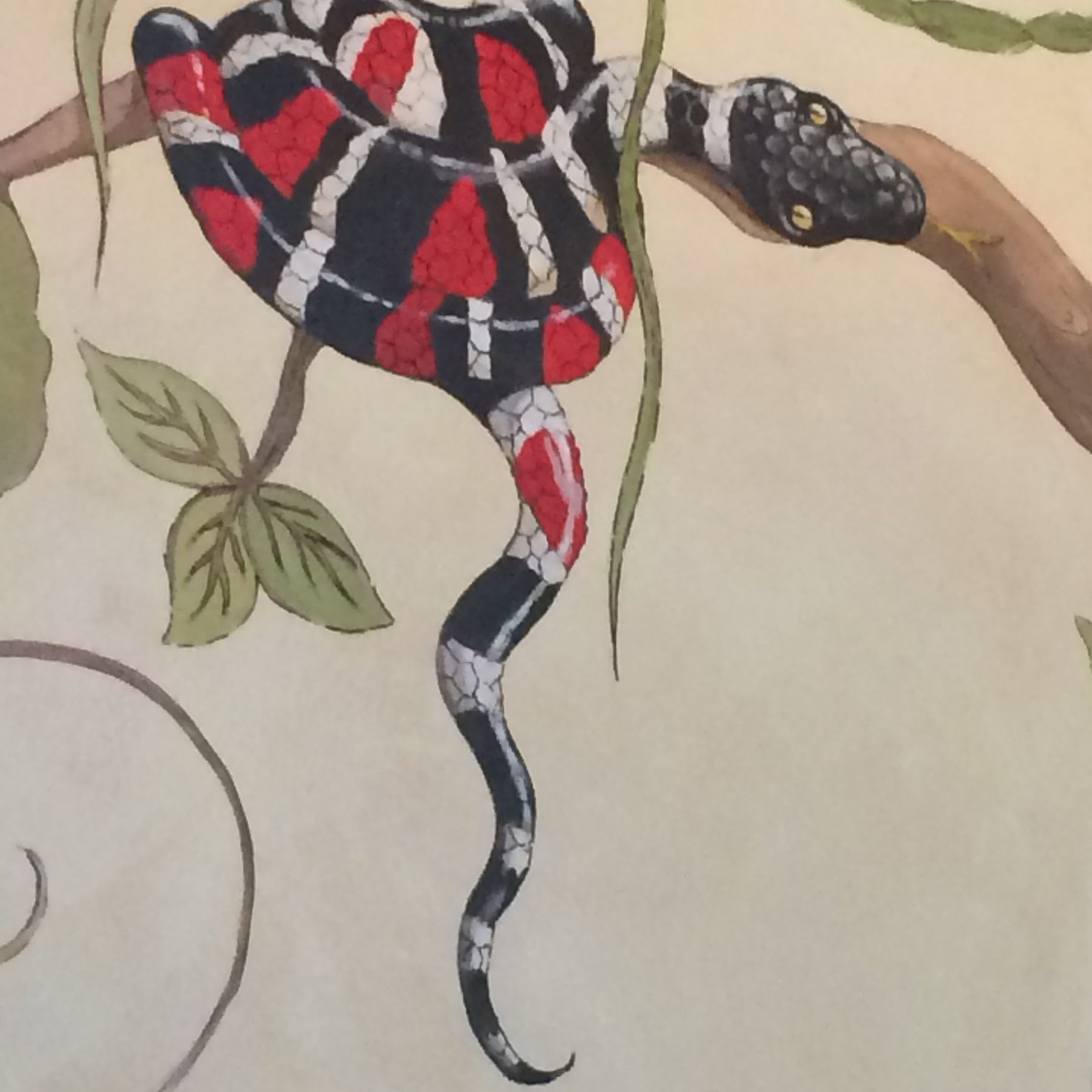 Detail of a painted milk snake coiled on a branch