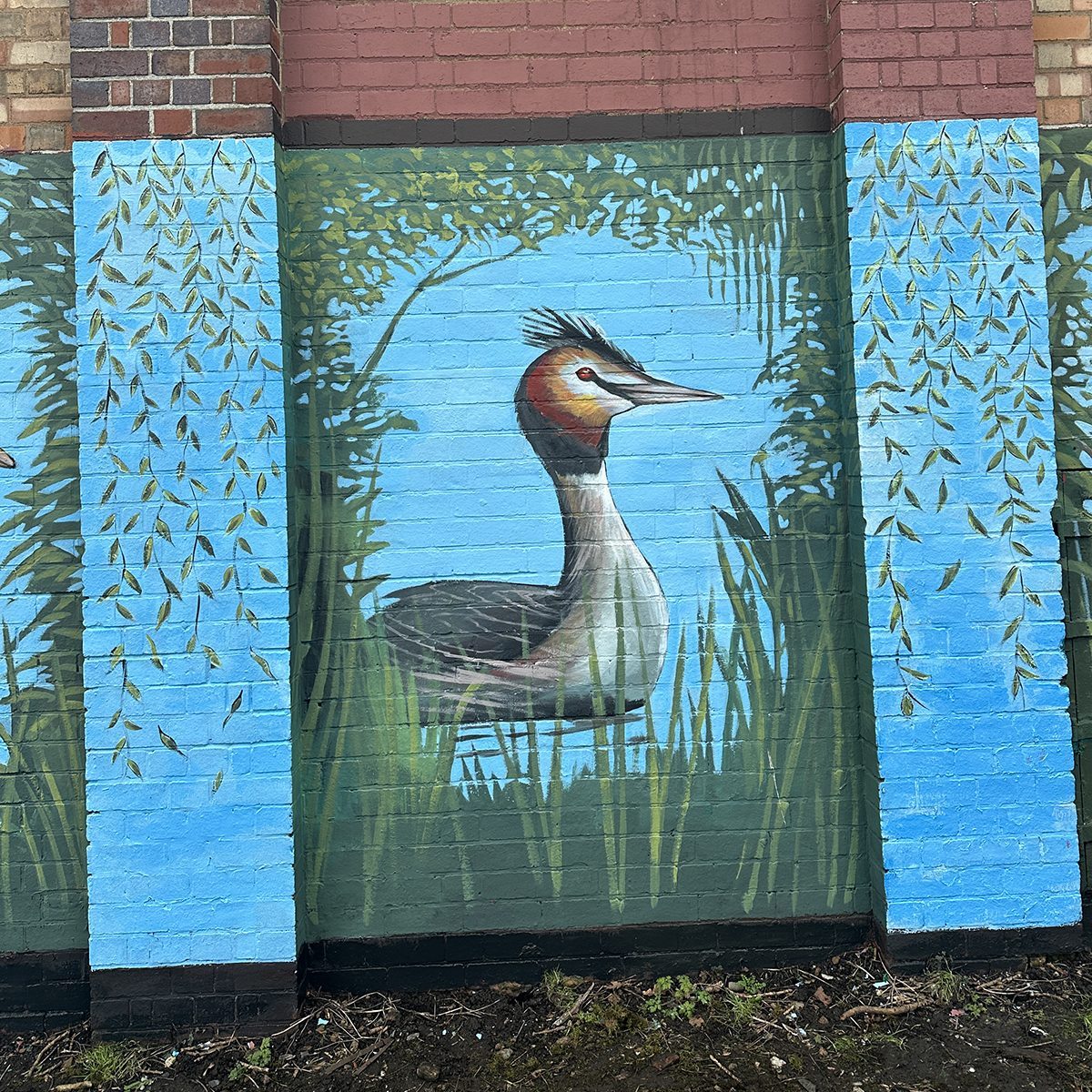 Detail of the great crested grebe panel from the Trittiford Park wildlife mural