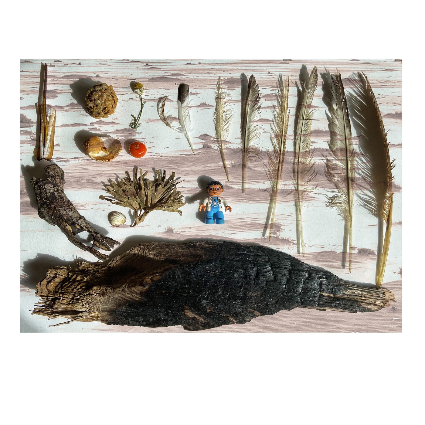 Flat-lay assemblage of natural found objects — feathers, shells and driftwood