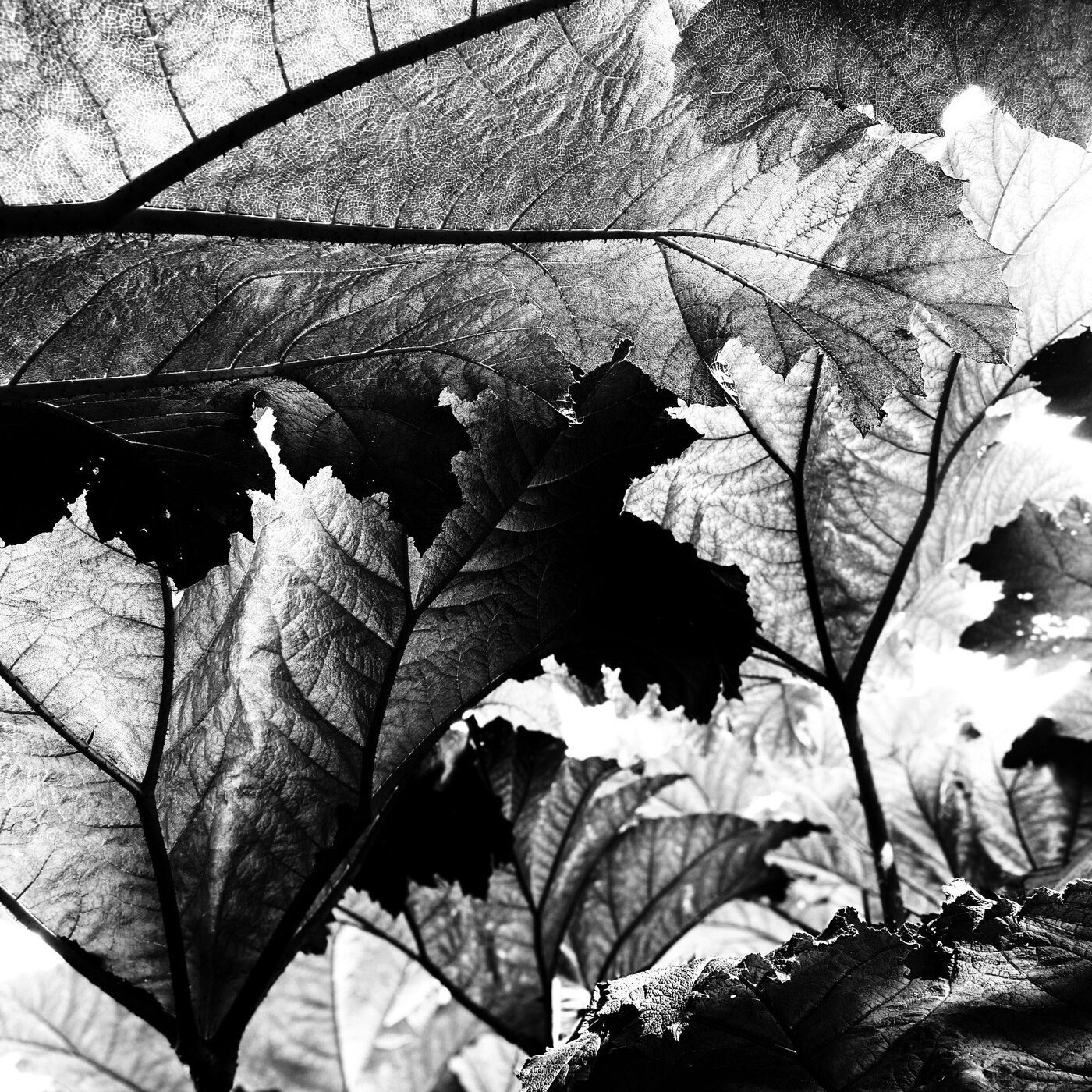 Black and white close-up photograph of backlit leaves