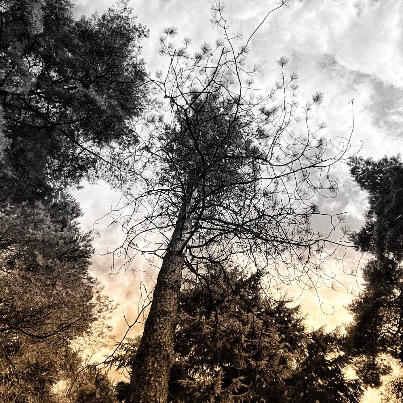 Black and white photograph of a tree silhouette against a cloudy sky