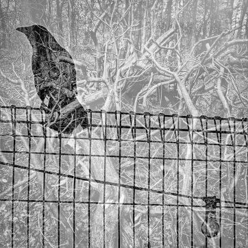 “Raven” Lockdown Photography by Louise Garman Manchester Artist